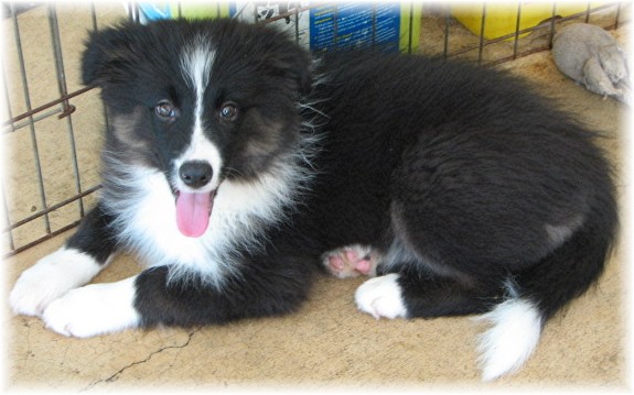 wilsong border collie puppy