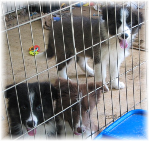 wilsong border collie puppies