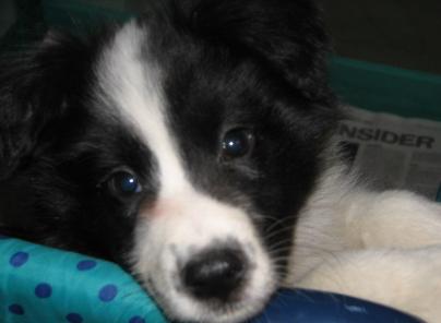Wilsong Border Collies - Braeyden in playpen