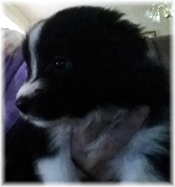 AKC border collie puppies available
