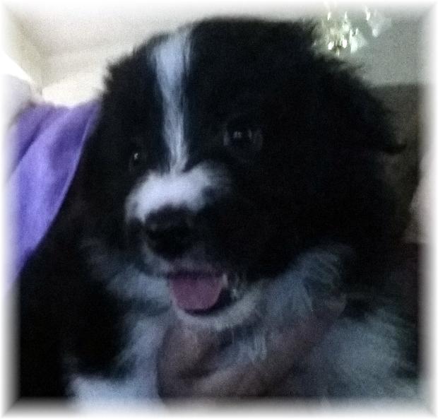 AKC border collie puppies available