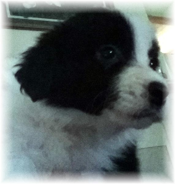 AKC border collie puppies available