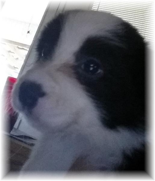 AKC border collie puppies available