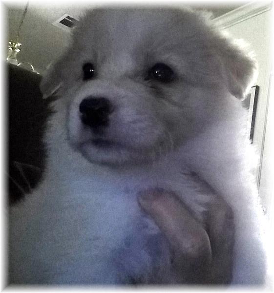 gold & white border collie puppies available