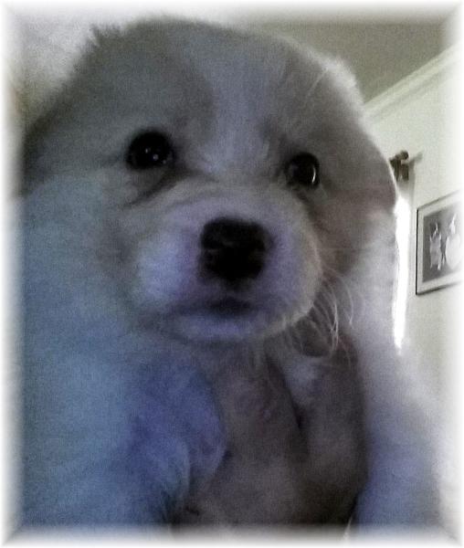 gold & white border collie puppies available 