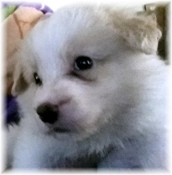 gold & white border collie puppies available