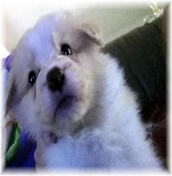 gold & white border collie puppies available