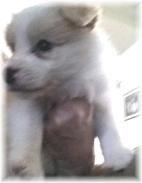 gold & white border collie puppies available