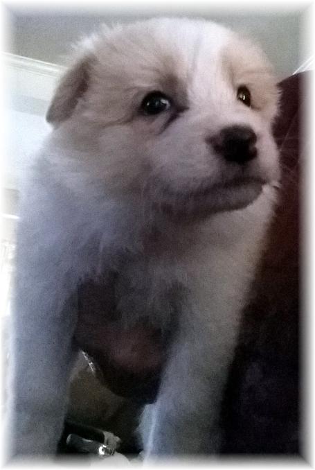 gold & white border collie puppies available