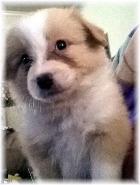 gold & white border collie puppies available