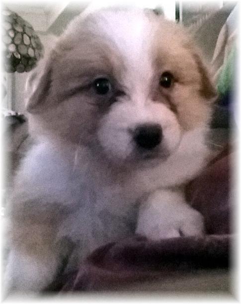 gold & white border collie puppies available
