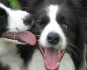 Braeyden & Shanghai - wilsong border collies