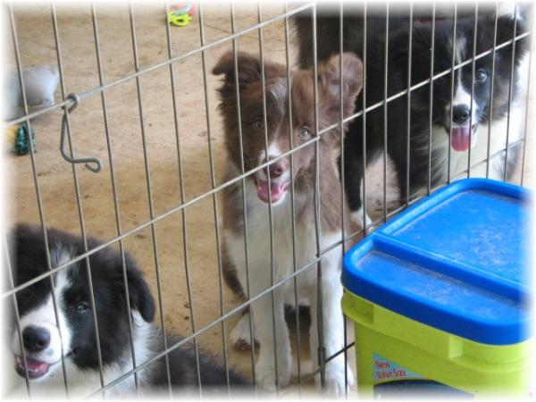 chocolate border collie