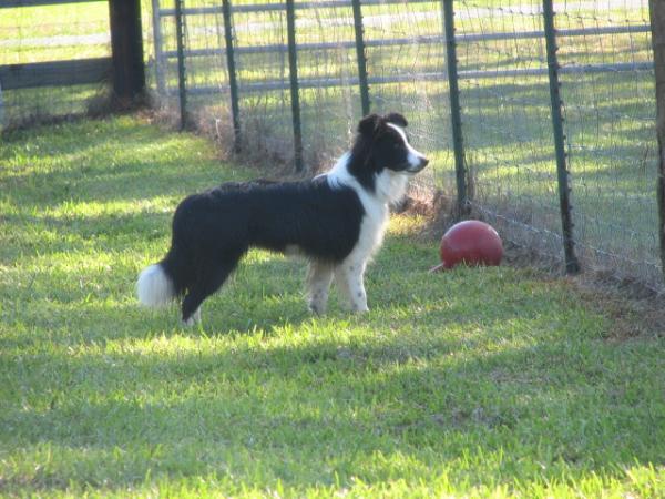 Julee playing in yard at Wilsong 