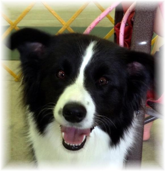 Izzy with a beautiful Smile 