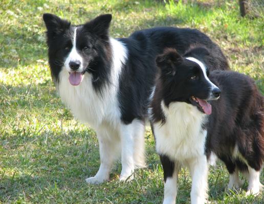 Braeyden & Glory Wilsong Kennels 