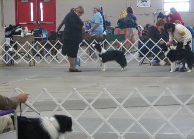 Tracey & TinkerBell of Wilsong Border Collies 