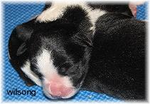 wilsong border collies for sale