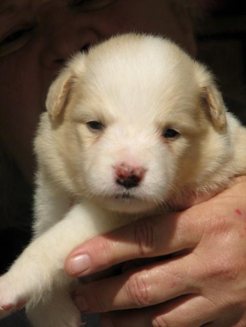 wilsong beautiful border collie
