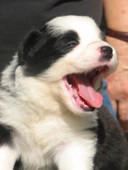 wilsong beautiful border collie