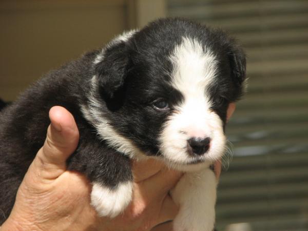 Wilsong beautiful border collie