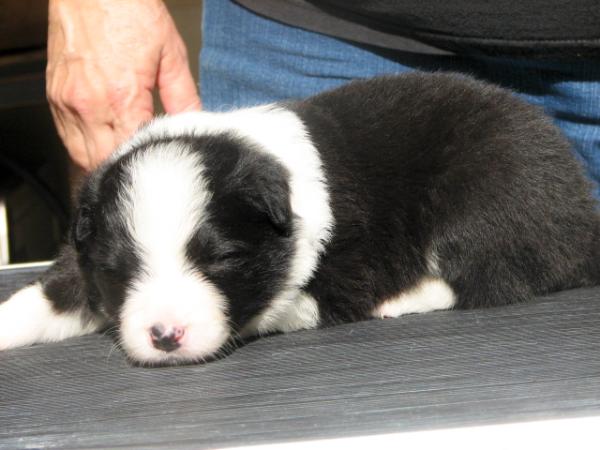wilsong beautiful border collie