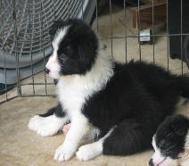 wilsong Border Collie puppy