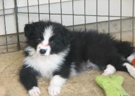 Ally / Jillian Wilsong Border Collie