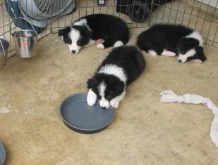 border collie puppies for sale Wilsong Border Collies 