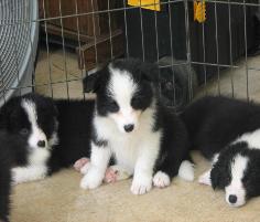 Wilsong Border Collie puppies for sale