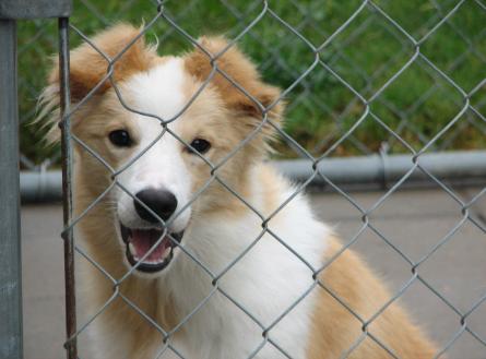 Wilsong Trace beautiful gold border collie