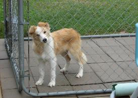top show quality border collies at Wilsong