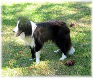 ally at wilsong kennels