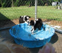 wilsong Border Collie pups at play
