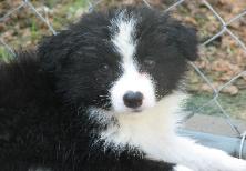 pretty Wilsong Border Collie puppy