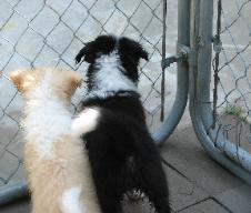 Who's out there? Wilsong Border Collie puppies