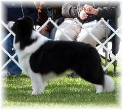 Borderfame Signature