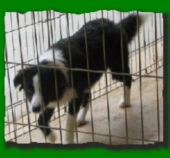 beautiful border collie puppies
