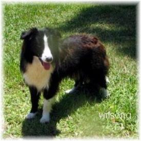wilsong kennels