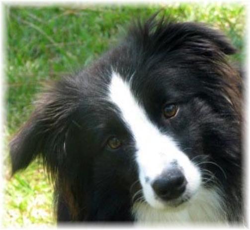 beautiful border collie