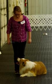 training in rally with a Border Collie