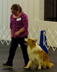training in rally with a border collie