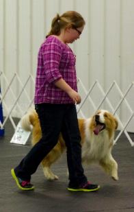Yankee trianing in rally - gold border collie