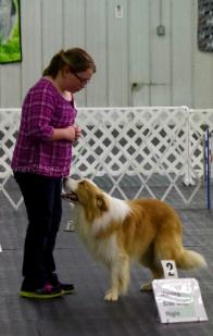 Yankee training in rally - gold border collie