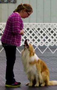 Yankee in Rally Ring - gold border collie & owner