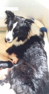 Izzy and her babies