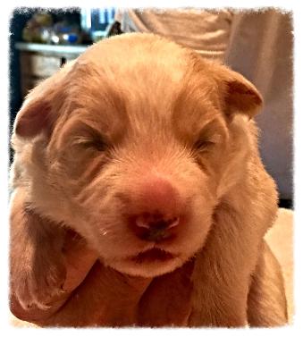 gold & white border collie puppy available