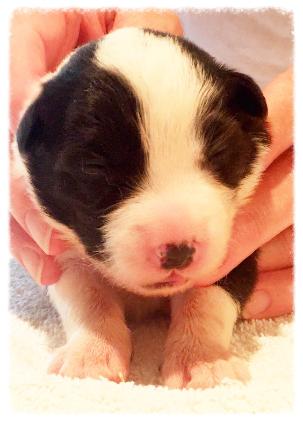 beautiful AKC border collie puppy available