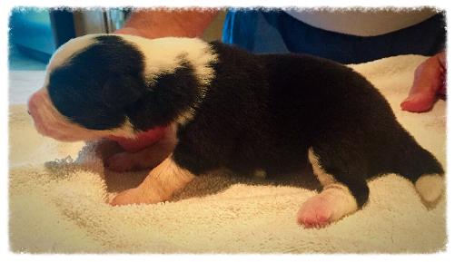 beautiful AKC border collie puppy available