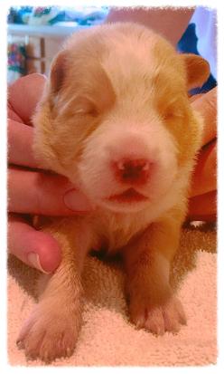 gold & white border collie puppies available